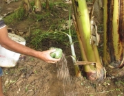 Fertilização da Bananeira 2