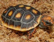 Jabuti Piranga 5
