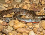 Jararaquinha Dormideira (Liophis almadensis) 1