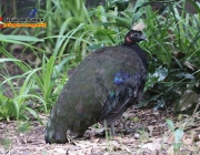 Pavão do Congo 6