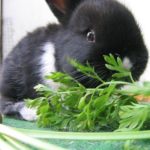 Coelho Comendo Legume