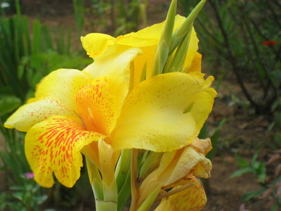 Bananeira de Jardim Amarela