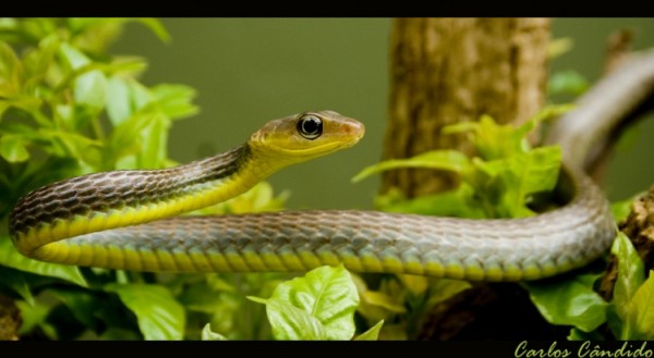 Cobra Cipó Cinza: Características, É Venenosa? e Onde Vive no Brasil