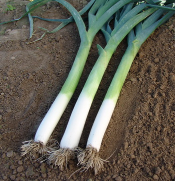 Allium Porrum