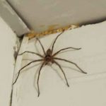 Aranhas Gigantes da Austrália