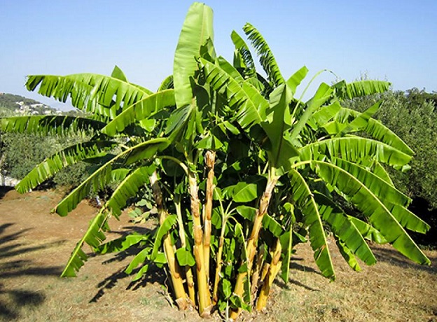Bananeiras