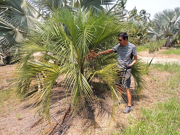 Ophiochloa
