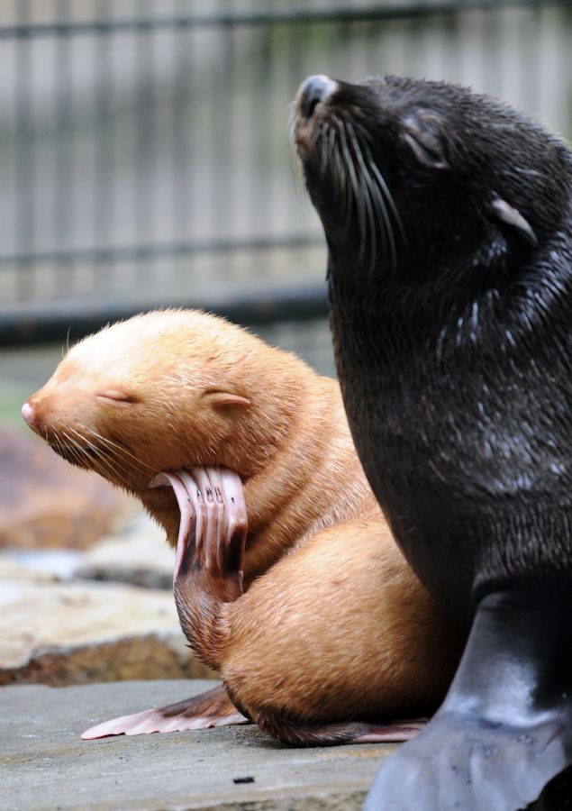 Filhotes de Foca