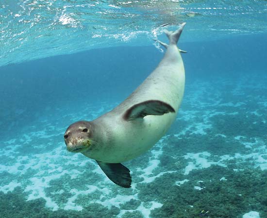 Foca Nadando