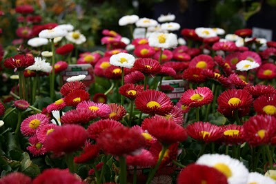 Gênero Bellis