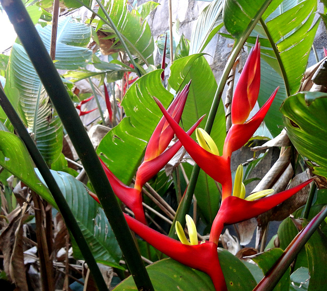 Heliconia Brasiliensis