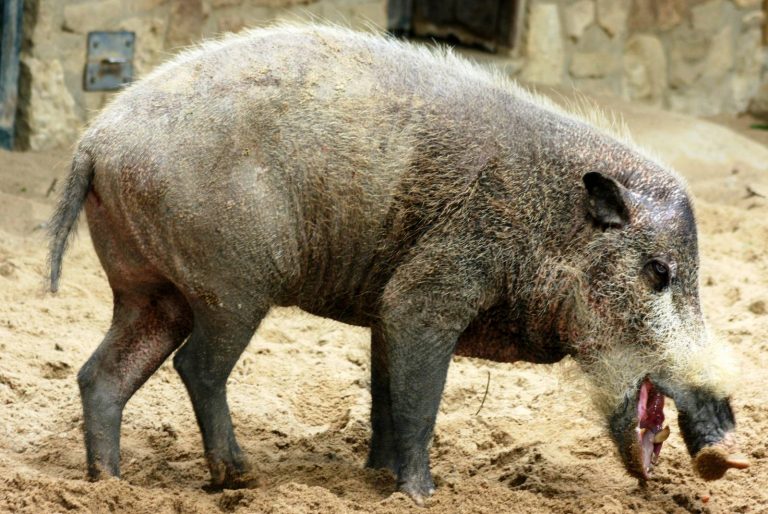 Javali Barbado
