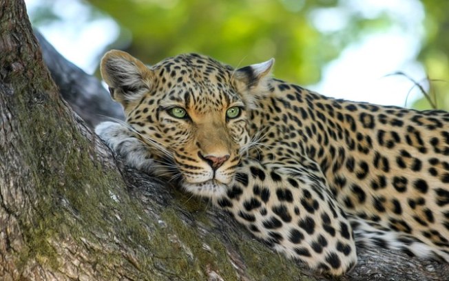 Leopardo-Indiano