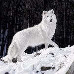 Lobo Branco Andando na Neve