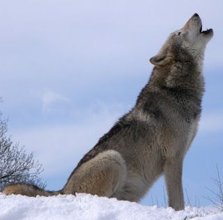 Lobo Cinzento Comendo Ruivando