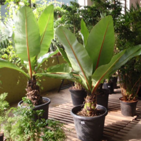 Mudas de uma Bananeira Ornamental
