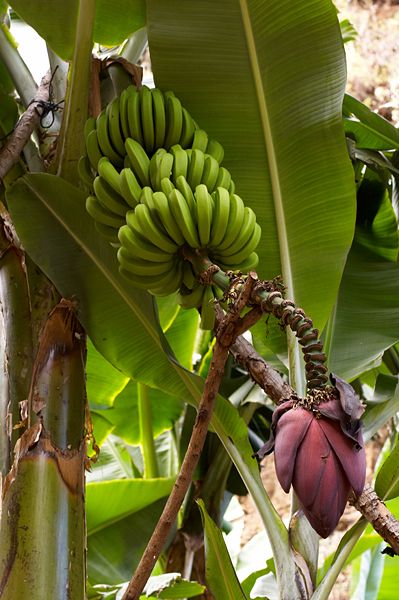 Musa Acuminata