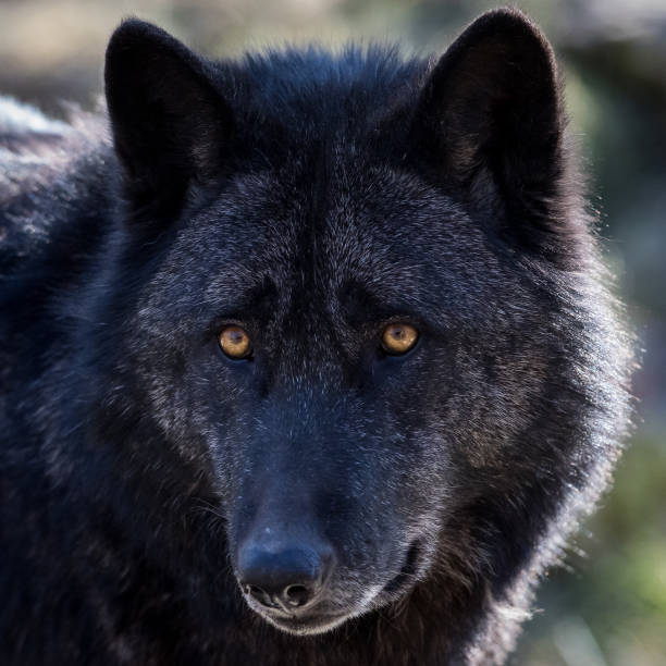 O Lobo Preto