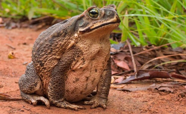 O Tempo de Vida do Sapo Boi