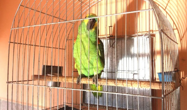 Papagaio e Cativeiro