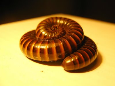 Piolho de Cobra Dentro de Casa