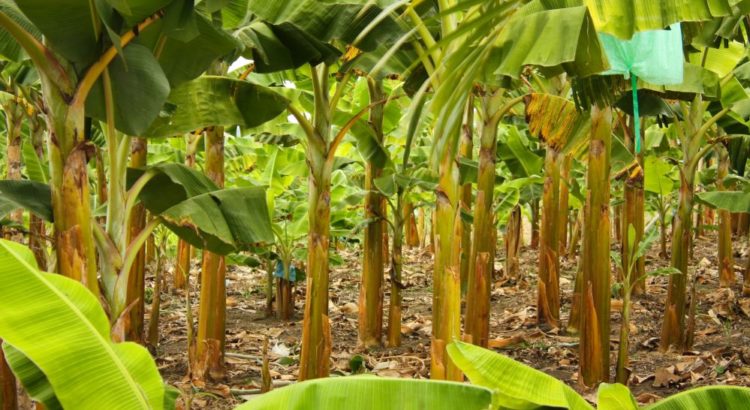 Plantação de Bananeira