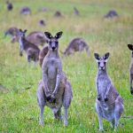 População de Cangurus na Austrália