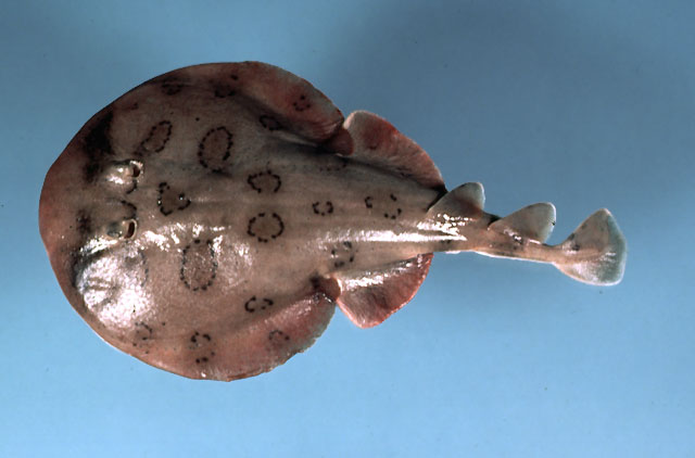 Arraria Elétrica Nadando de Lado