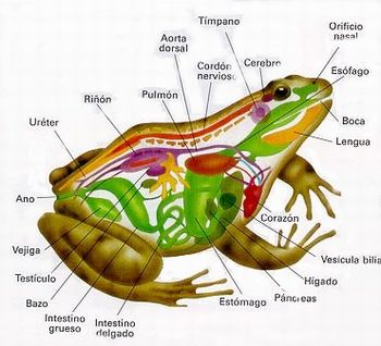 Características Físicas dos Sapos