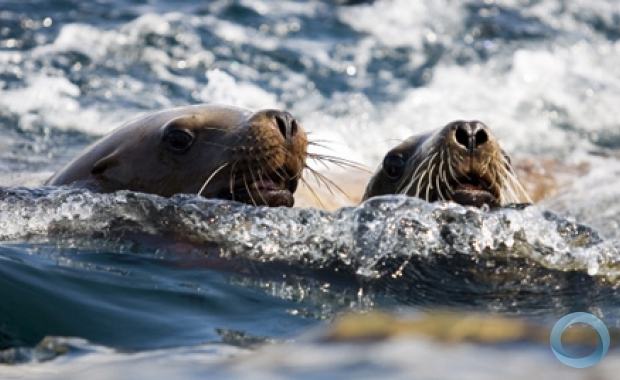 Casal de Foca em meio ao Mar
