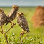 Corujas Buraqueiras Em Cima de Galho em Seu Habitat Natural