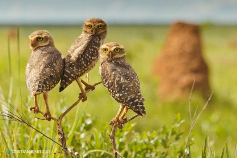 Corujas Buraqueiras Em Cima de Galho em Seu Habitat Natural