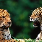 Diferença Entre Leopardo e Onça
