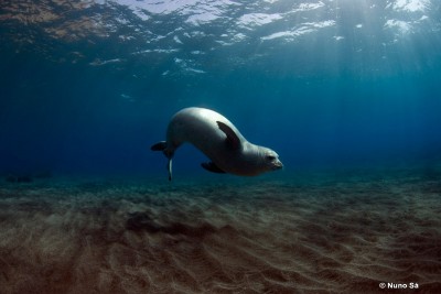 Foca-Monge Nadando