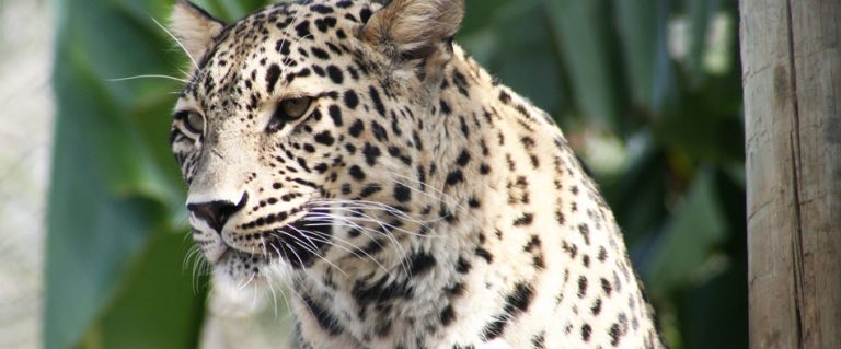 Leopardo Persa