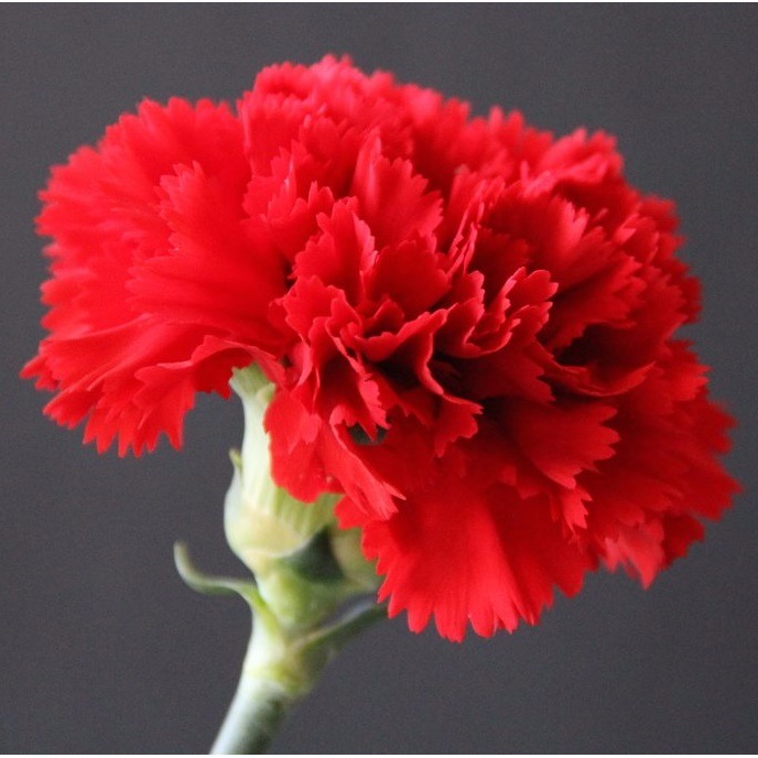 Lindo Cravo Vermelho Gigante
