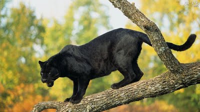 Pantera Negra em Cima da Árvore