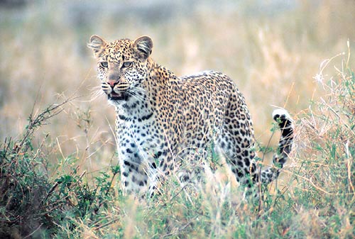 Panthera Pardus no Meio do Mato
