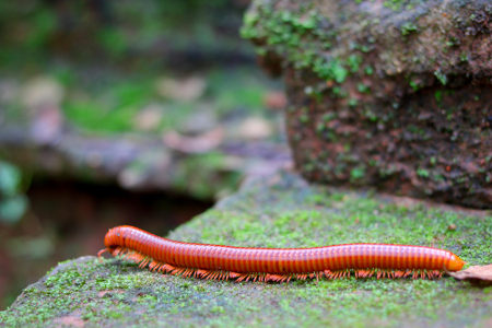 Piolho-de-Cobra Andando na Pedra