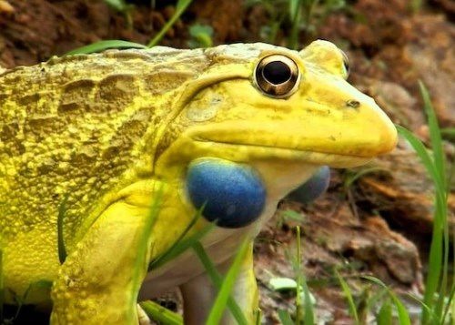 Sapo Boi Indiano