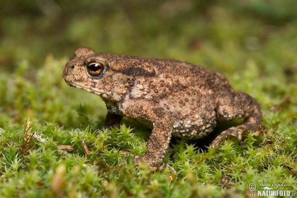 Sapo Comum em Seu Habitat