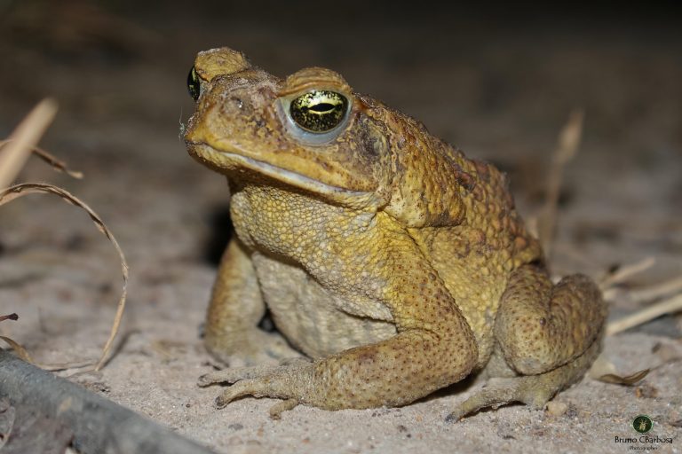 Sapo Cururu