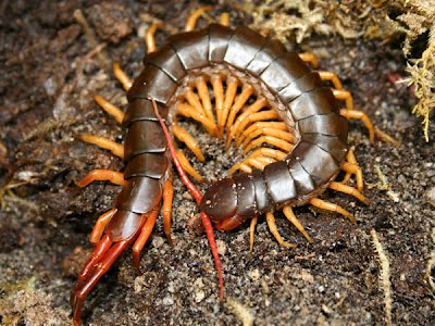 Scolopendra Subspinipes