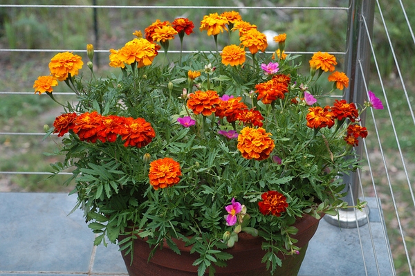 Tagetes Patula