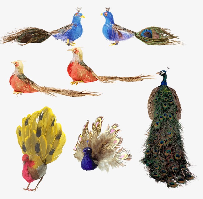 Tipos de Pavão