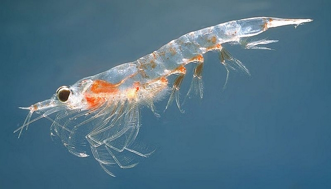 Zooplâncton