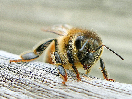 Abelha Fotografada de Frente