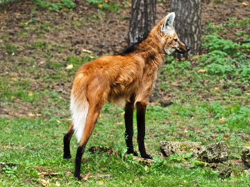 Lobo-Guará Andando Sozinho na Floresta