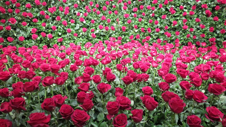 Plantações de Rosas Com Fotos