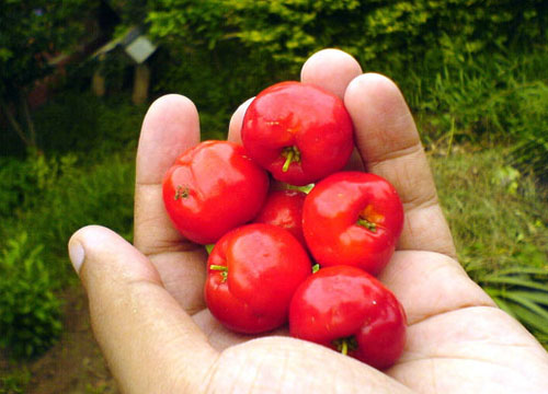 Como a Acerola Chegou no Brasil? Qual Sua Origem?